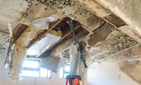 Best Mold Odor Removal Services  in Preston, IA